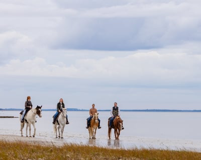 Horseback Beach & Oak Trail Ride St. Helena