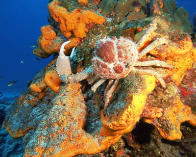 Guided Shore Dive in Tres Palmas Marine Reserve