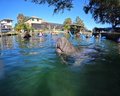 3-Hour Crystal River Manatee Snorkeling Tour