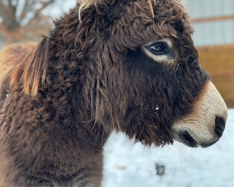 Private Farm Birthday Party with Pony Rides in Holly, MI