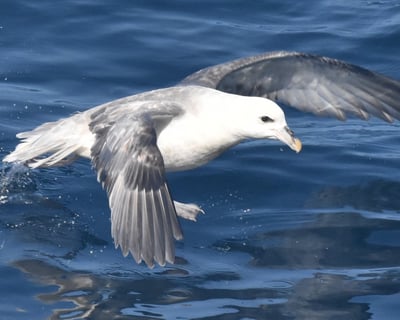 12-Hour Offshore Marine Mammal and Pelagic Bird Watch