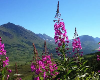 Seward to Anchorage Wildlife Tour Transfer
