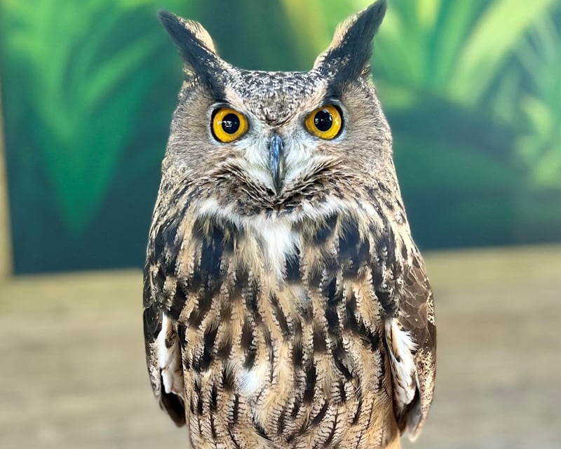 Private Eagle Owl Meet & Greet at Downtown Aquarium Houston