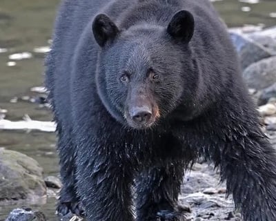 Ketchikan Small-Group Wildlife Tour