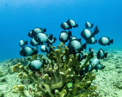 Discover Scuba Diving at Koloa Landing