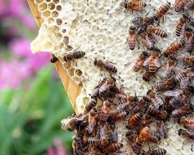 Honeybee Farm Tour in Homer