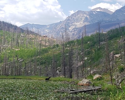 Guided 3-Hour Hike in Rocky Mountain National Park