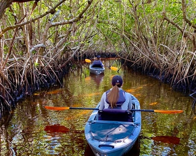 Manatee & Mangrove Kayak Tour in Naples