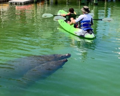 Guided Mangrove Tunnel Kayak Tour In Sarasota
