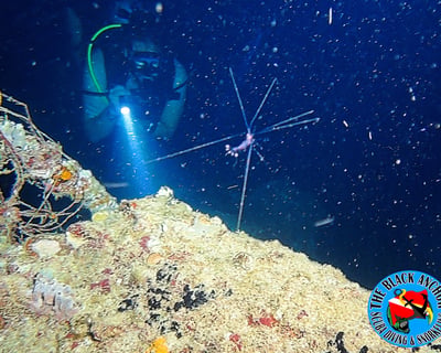 Guided Night Dive at Crash Boat Beach