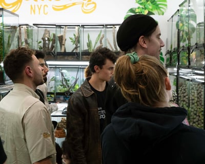 Visit The Gecko Gallery NYC Reptile Exhibit In Brooklyn