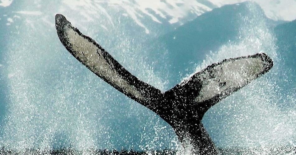 Juneau Whale Watching Tour on Catamaran