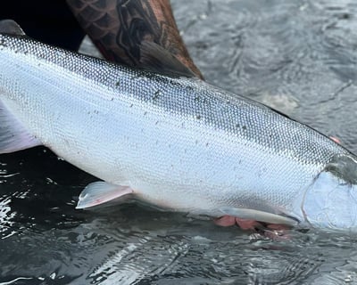 4-Hour Guided Fishing Trip in Kasilof