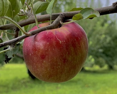 U-Pick Farm Adventure With Tractor Ride in Belleville