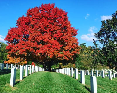 Guided Arlington National Cemetery Walking Tour