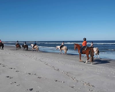 Guided Beach Horseback Ride in Amelia Island