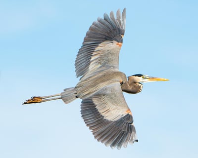 Private 2-Hour Atchafalaya Basin Photography Tour