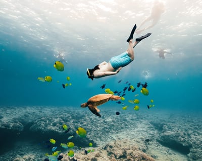 Waikiki Snorkel Cruise to Turtle Canyon Reef