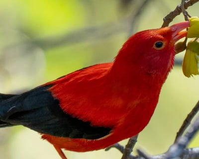 Haleakalā National Park 7-Hour Birdwatching Tour