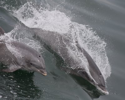 Cruise Cape May on a 2-Hour Dolphin & Bird Watch