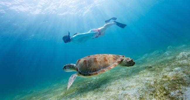 Fort Walton Beach Snorkeling & Dolphin Cruise