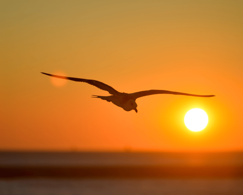 Private Sunset Pontoon Cruise in Port Isabel