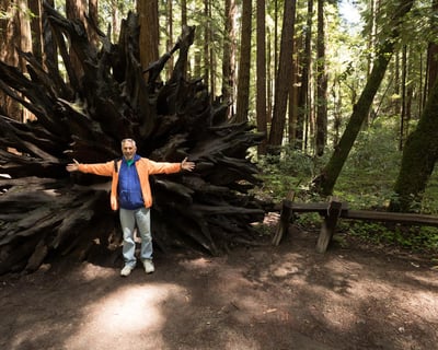 Russian River Valley Wineries and Redwoods Day Trip