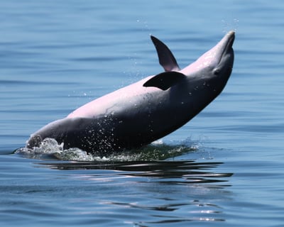 Pensacola Bay Private or Semi-Private Dolphin Cruise