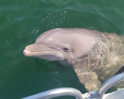 Private 2-Hour Dolphin Tour in Panama City