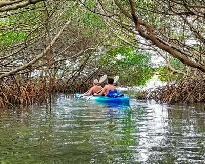 Guided 3-Hour Shell Key Preserve Kayak Tour