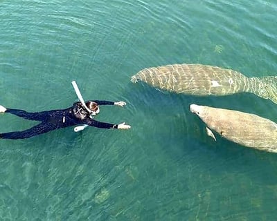 Private Manatee Swim Tour in Homosassa