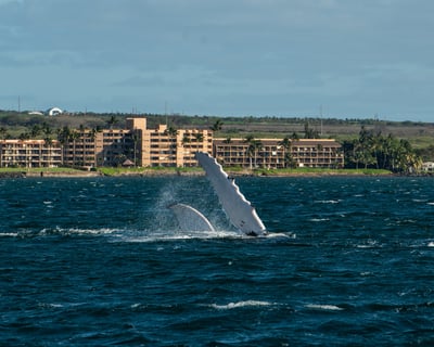 Private Whale Watch Cruise in Maui