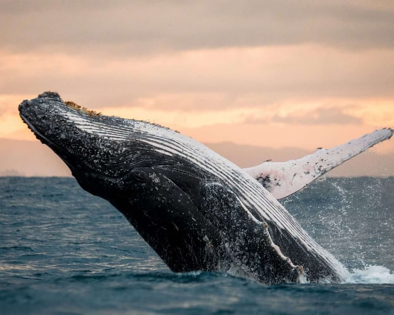 Private Yacht Whale Watching in Puerto Vallarta