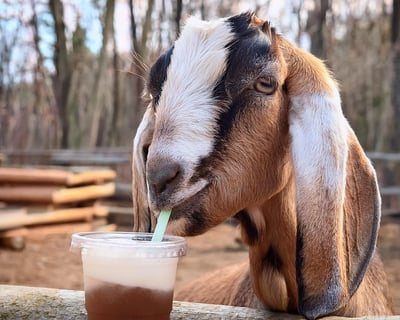 Galena Goat Trek With Root Beer Floats