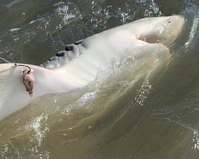 4-Hour Shark Fishing Charter in Wilmington Island