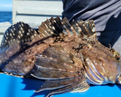 Charleston Rockfish & Lingcod Fishing Charter