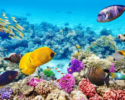 4-Hour Kealakekua Bay Snorkel Cruise From Kona