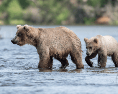 Explore Lake Clark Bear Viewing Cruise From Ninilchik