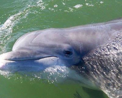 Bluffton Dolphin Viewing Cruise on the May River