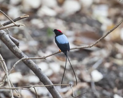 Full-Day Guided Birdwatching Tour in Rincón de la Vieja
