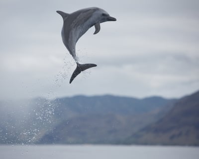 Waianae Dolphin Swim & Whale Watch Cruise