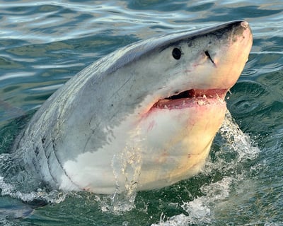 Great White Shark Tour in Moss Landing
