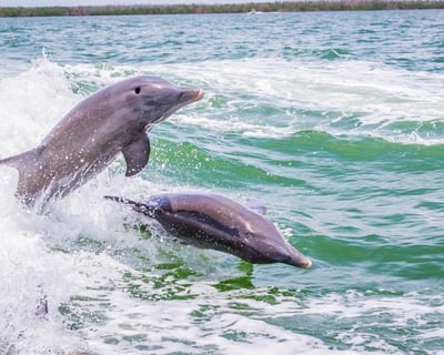 Dolphin Watching Cruise on Marco Island