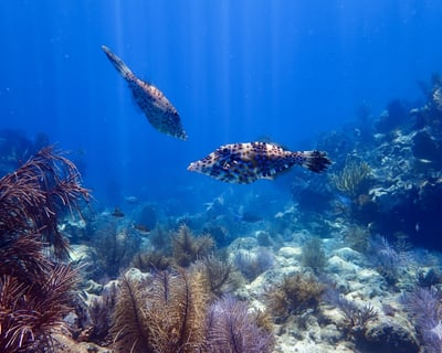 Key Largo Snorkeling Legends: Visit Three Sites