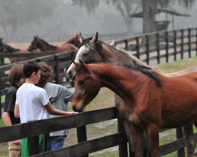 Ocala Horse Farm Guided Tour