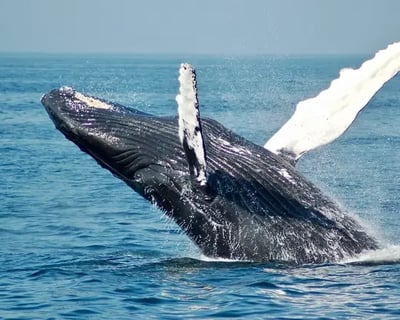 Whale Watching Sail in Waikiki