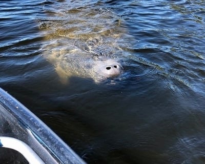 Tarpon Springs Manatee Season Clear Kayak Tour