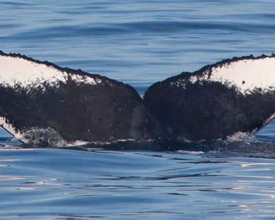 Private Whale Watching Tour in Sitka