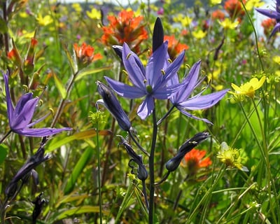 Orcas Island Spring Wildflower Kayak Tour
