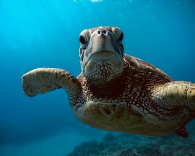 Sunrise Turtle Canyon Snorkeling Tour From Honolulu